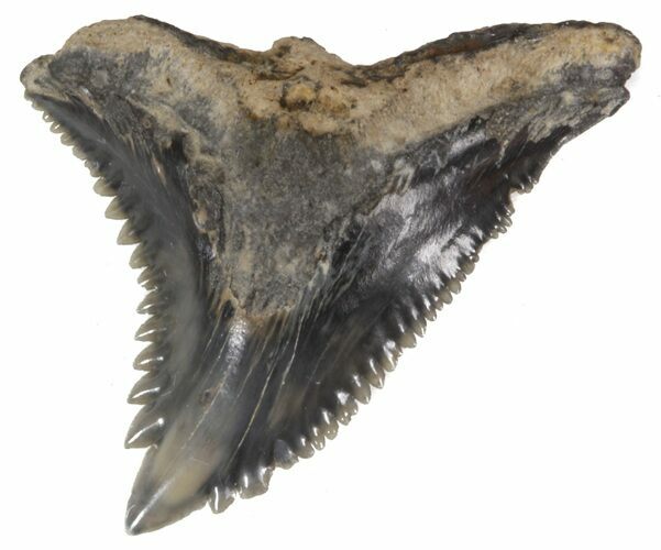 Fossil Hemipristis Shark Tooth - Maryland #42493